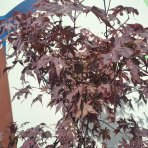 Javor dlaňolistý (Acer palmatum) ´BLOODGOOD´ - výška 120-140 cm, kont. C20L 